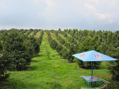 Kebun Buah Agro Wisata Ngebruk Patean di Kendal Jawa Tengah Kebun Buah Agro Wisata Ngebruk Patean di Kendal Jawa Tengah