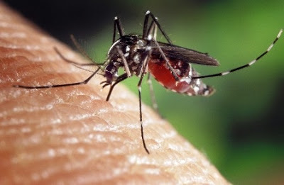 Bahaya obat nyamuk bakar bagi ibu hamil  Bahaya Obat Nyamuk Bakar Bagi Ibu Hamil dan Janin