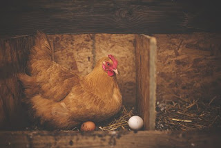 jenis ayam ras petelur merupakan hasil Pemilihan didasarkan atas segi Jenis-Jenis Ayam Petelur Lengkap