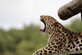  Foto di bawah yaitu foto seekor cheetah yang sedang menguap Foto Cheetah atau Macan tutul yang Sedang Menguap